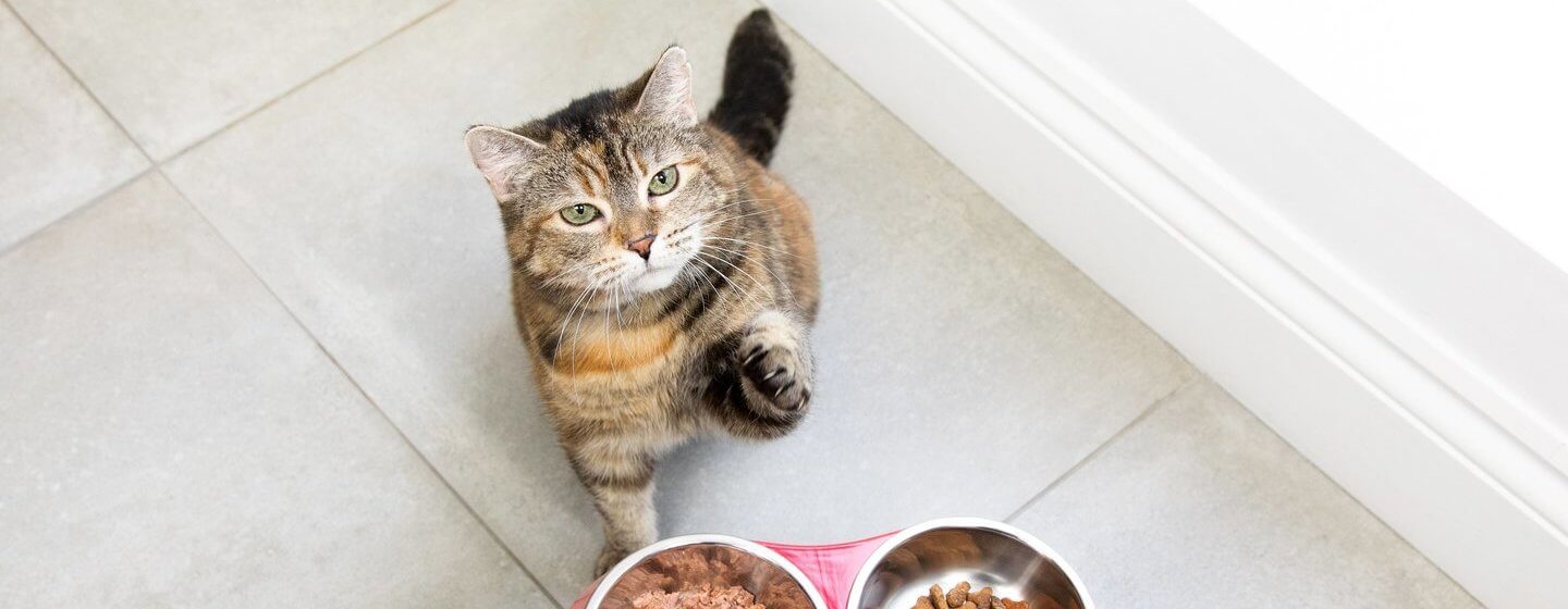 When can a outlet cat eat solid food